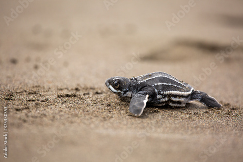 A baby leatherback turtle on sand making its way to the sea