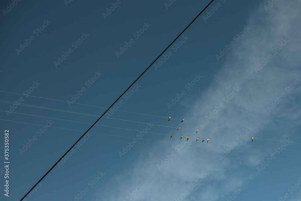 Barn swallows on power line against the sky