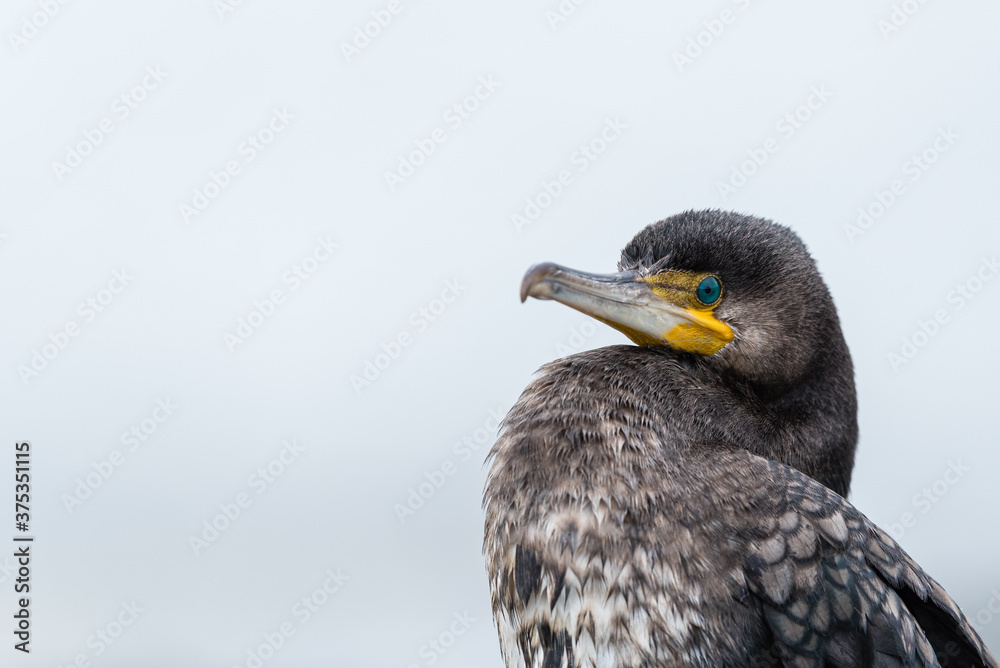 Fototapeta premium Black cormorant (Phalacrocorax carbo) portrait