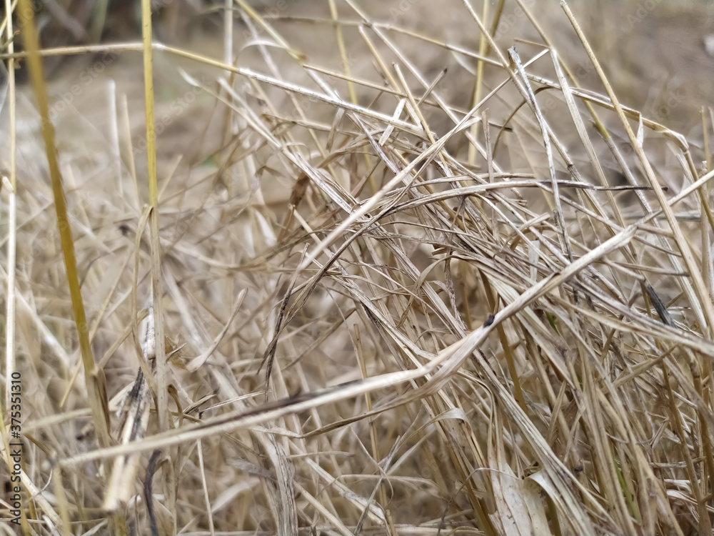 Fototapeta premium Dry hay grass in meadow