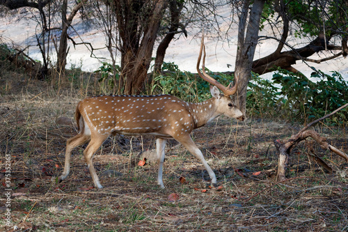 Chital or Spotted deer (Axis axis), Ranthambhore National Park, Rajasthan, India © Gabrielle