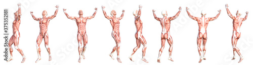 Conceptual anatomy healthy skinless human body muscle system set. Athletic young adult man posing for education, fitness sport, medicine isolated on white background. Biology science 3D illustration photo