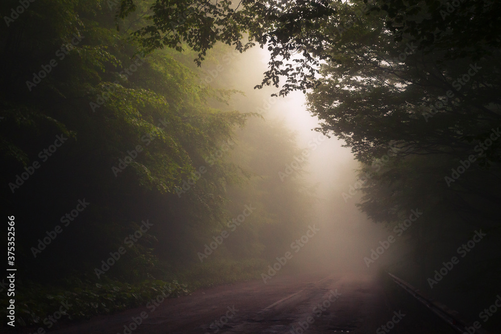 Obraz premium Road In the Fog