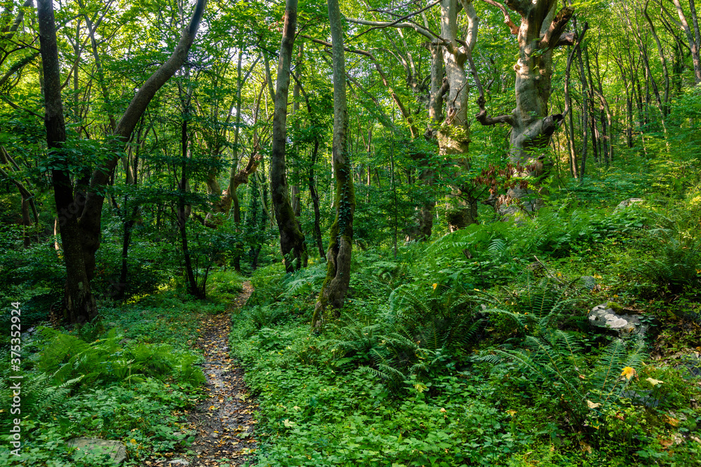 Obraz premium Cehstnut Forest