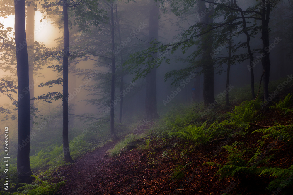 Fototapeta premium Footpath in dark forest