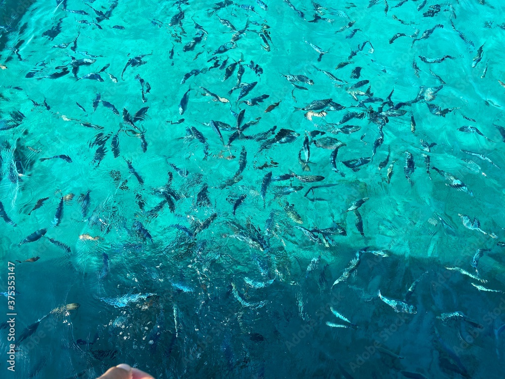 Fototapeta premium close up woman's hand throwing bread to fish