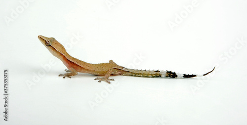 Madagascar Clawless Gecko / Pinselschwanzgecko - Zwerggecko (Ebenavia inunguis) photo
