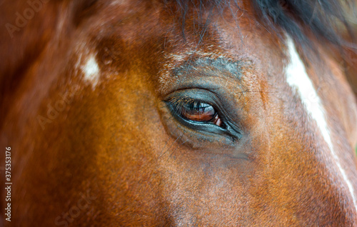 Beautiful eye of a brown horse close-up look
