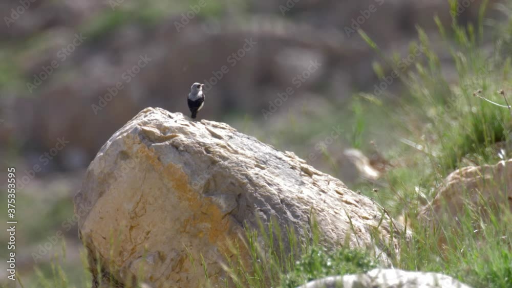 Wheatear Adult, Mount Hermon, Israel
Close up shot, Syria, Israel,2020
Wheatear Adult, Mount Hermon, Israel
Close up shot, Syria, Israel,2020