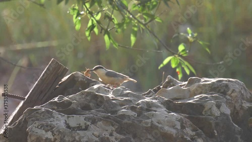 Rock nuthatch on rock feedings, Israel 
Close up shot, Mount  Hermon, Israel
 photo