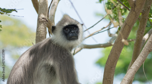 Close up of a tufted gray langur (Semnopithecus priam), Sri lanka