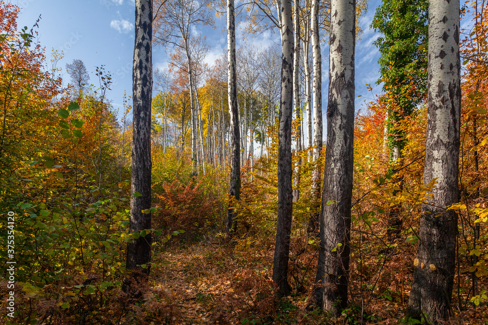 Fototapeta premium Aspen trees