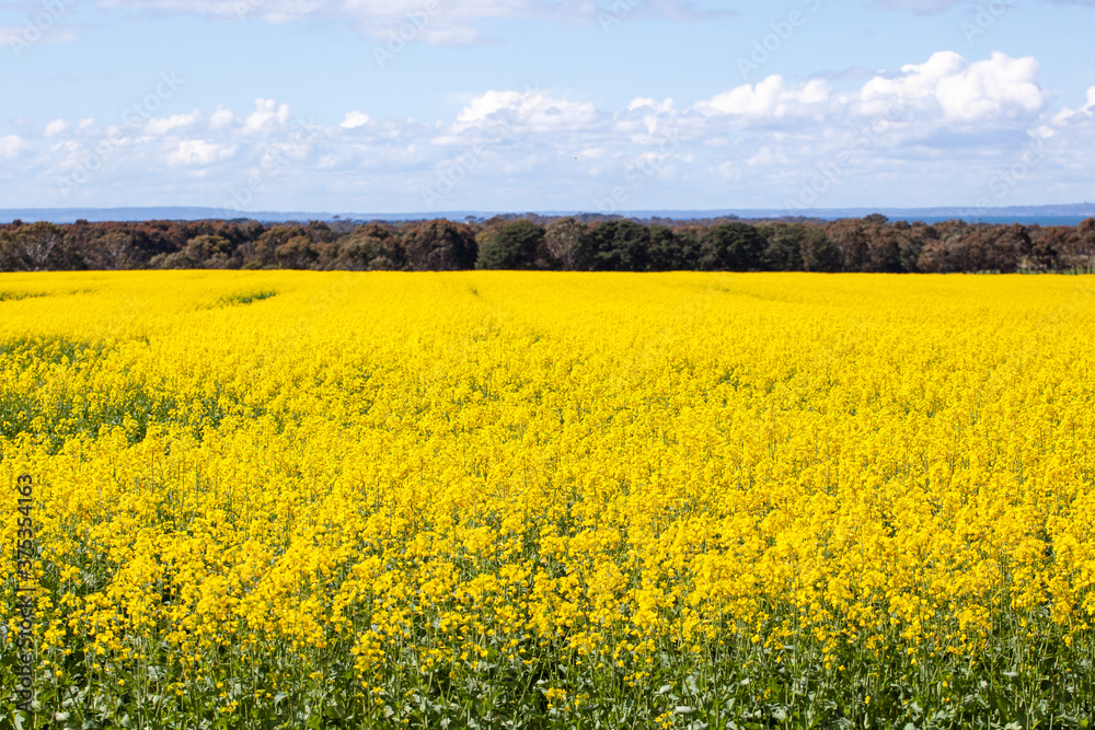 Canola fields of Victoria in summer