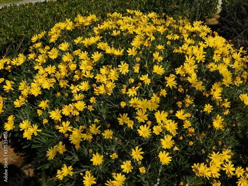 Yellow daisy, or Euryops pectinatus flowers photo