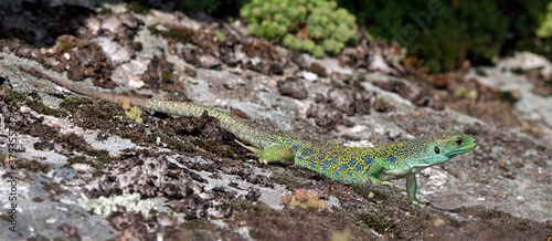 Ocellated lizard / Perleidechse (Timon lepidus) - Portugal photo