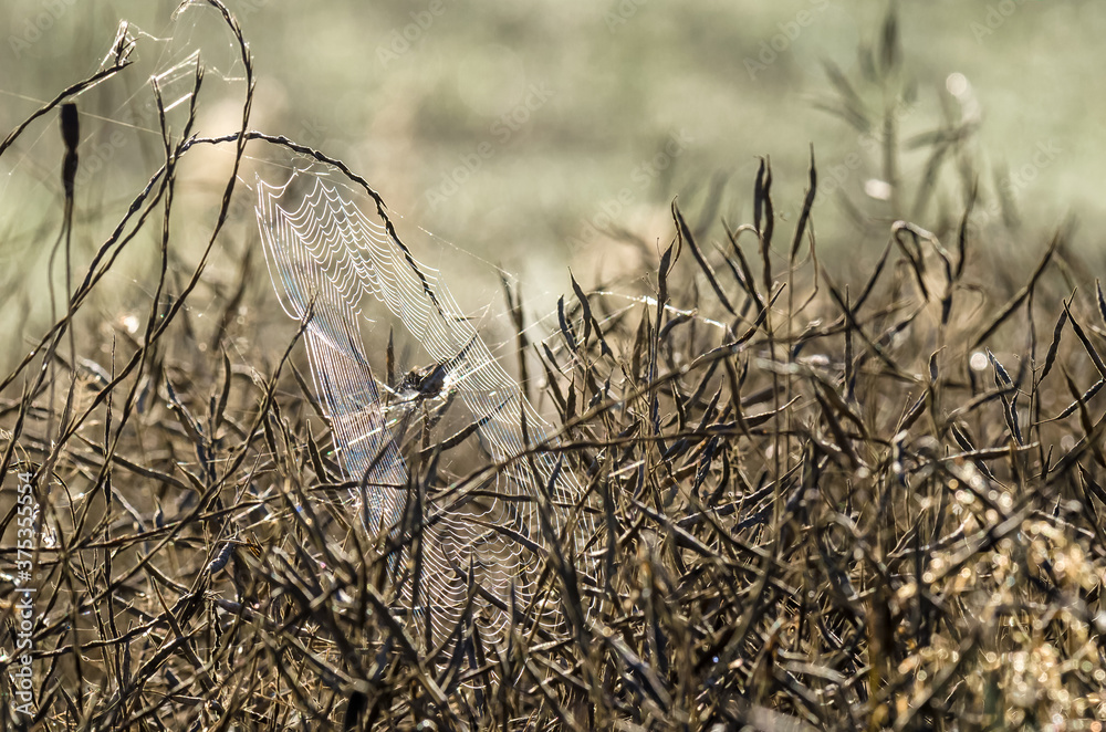 Obraz premium SPIDER WEB - Wildlife in the morning in the field 