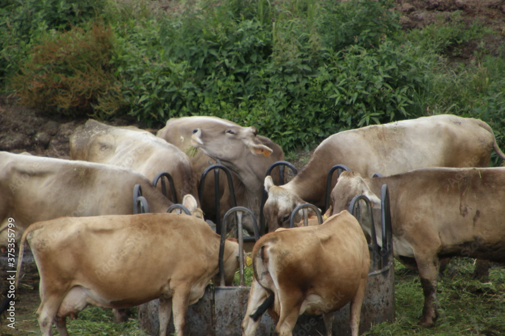 Cows eating in a farm