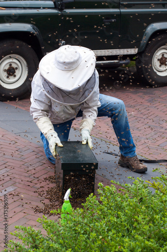 Beekeeper trying to get a swarming honybee colony into a hive.  photo