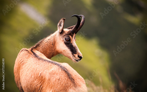 Beautiful portrait of chamois in nature, orange background, Chopok hill, Slovakia, National park Low Tatras, 