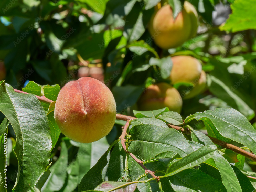 Autum peaches ripening in a tree in the sunshine