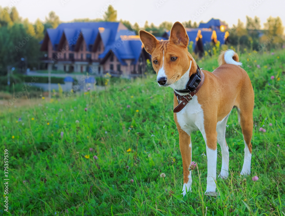 Portrait of a red basenji standing at sunset in a green field for a walk in the summer. Portrait of a red basenji standing at sunset in a green field for a walk in the summer.