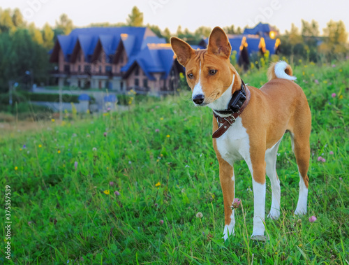 Portrait of a red basenji standing at sunset in a green field for a walk in the summer.