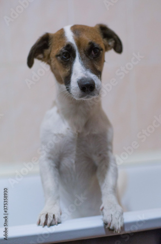 sad wet jack russell terrier in the bathroom after bathing  © Мария Бакулина