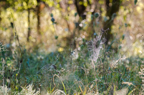 SPIDER WEB - Wildlife in the morning in the meadow