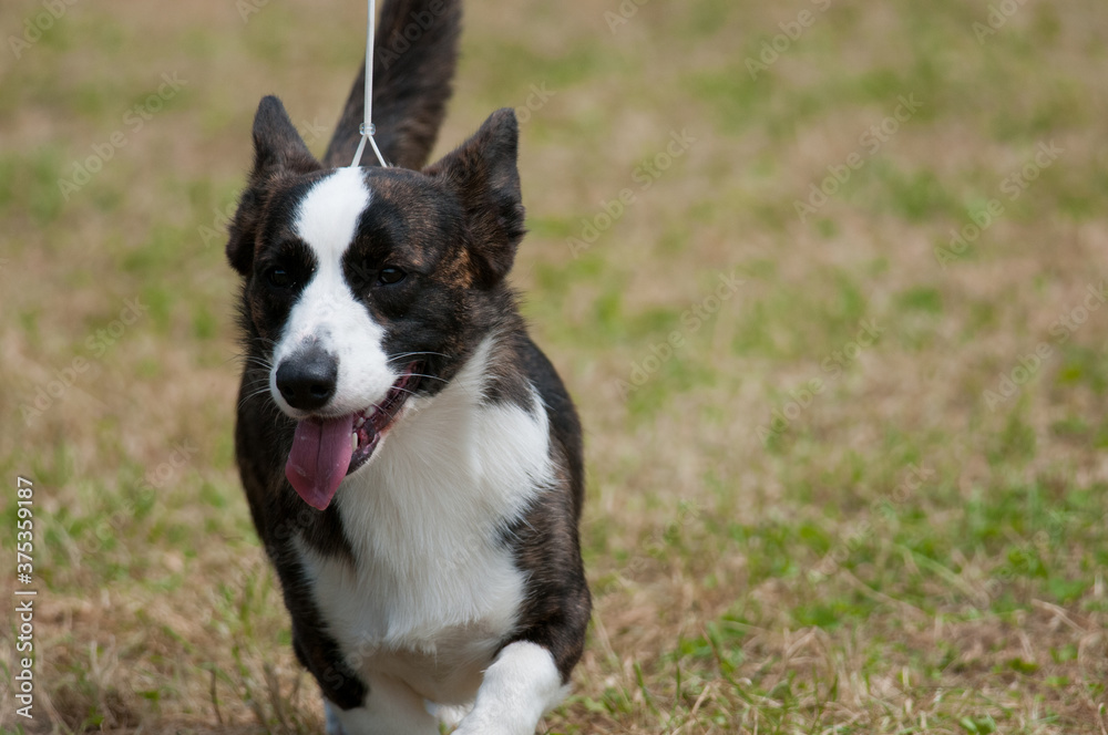 Cardigan Welsh Corgi walking