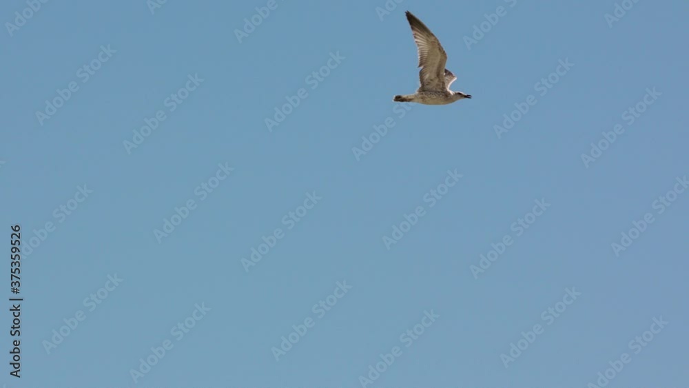 Seagulls flying against the blue sky. The flock of birds floating on air currents of wind. Big seagull soaring over the Mediterranean sea. Slow-motion Seagulls flying against the blue sky. The flock of birds floating on air currents of wind. Big seagull soaring over the Mediterranean sea. Slow-motion