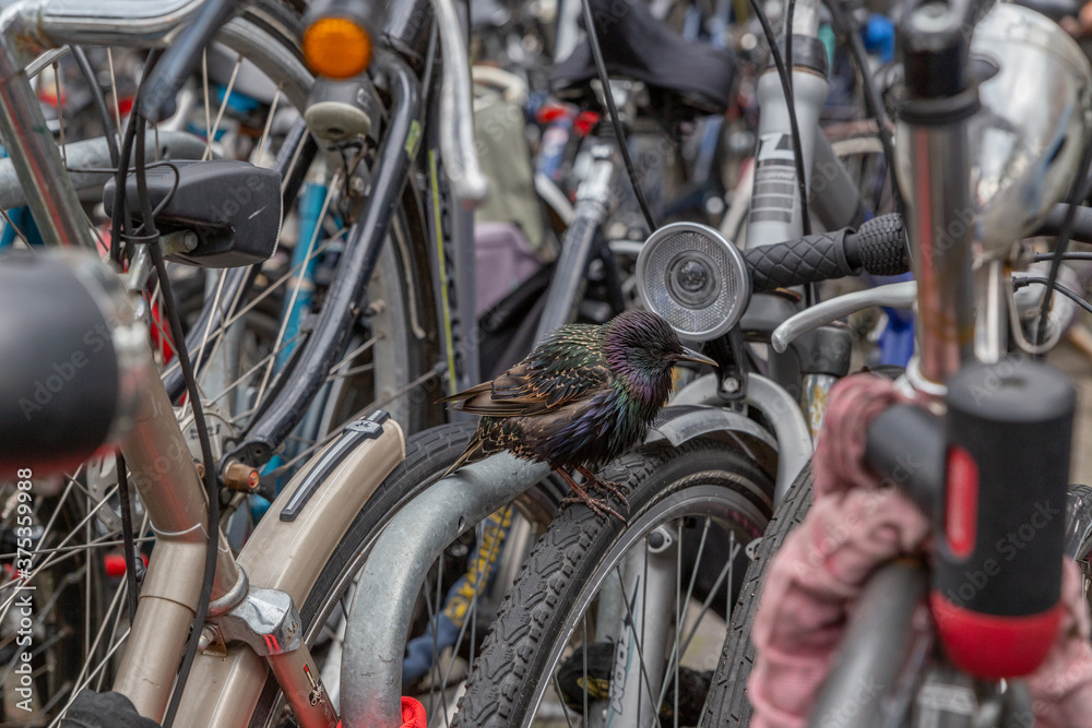 Vogel Star mit dunklem schillerndem Gefieder sitz zwischen geparkten Fahrrädern in Amsterdam, nähe Amsterdam Centraal