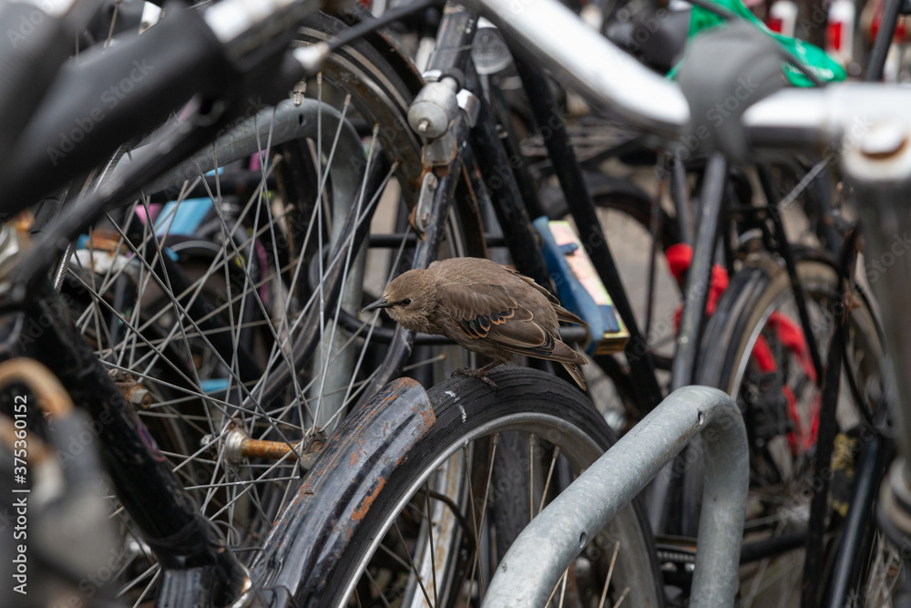 Fototapeta premium junger Vogel Star mit braunem Gefieder sitzt zwischen geparkten Fahrrädern in Amsterdam, nähe Amsterdam Centraal