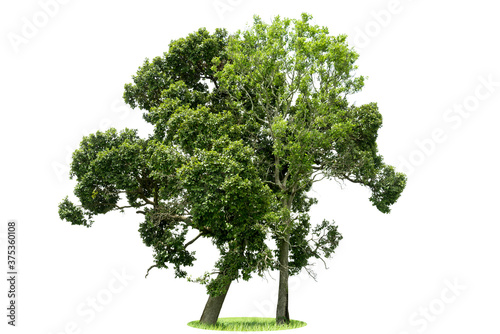 Trees isolated on  white background for use in architectural design or more.