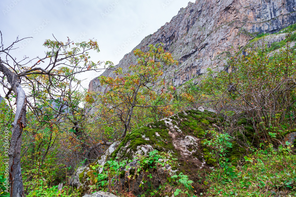 Rowan berries on a background of autumn mountains. Red ripe berries in the wild. Rowan berries on a background of autumn mountains. Red ripe berries in the wild.