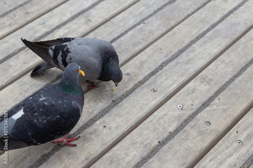 Stadttauben werden gefüttert und genießen /essen Chipskrümel photo