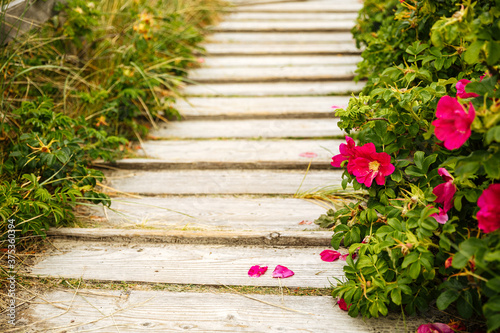 Potato rose with a few leaves that have fallen off on a wooden staircase