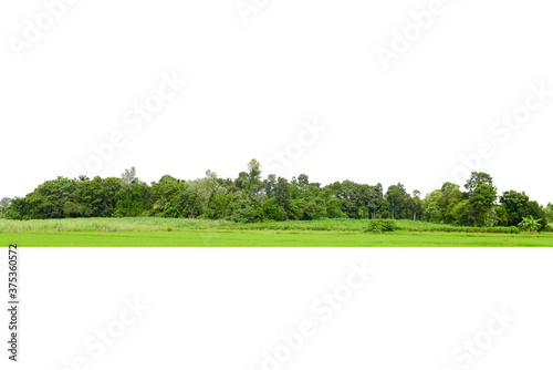  View of a High definition, Treeline isolated on white background, Forest and foliage in summer, Row of trees and shrubs.
