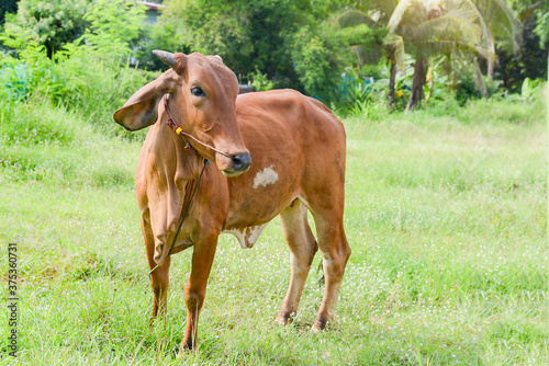 Cows in thailand,artificial insemination fertilization at agriculture reproduction farming.