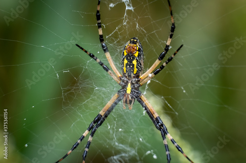 Underside of a Yellow Garden Spider, also called a Writing Spider. Raleigh, North Carolina.