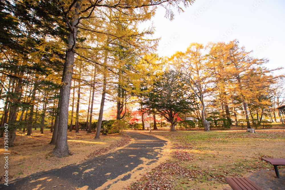 Naklejka premium 秋 紅葉 散歩