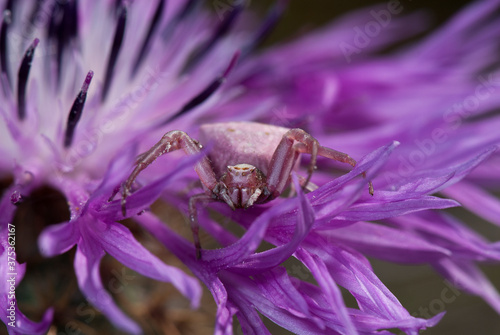 Lila Krabbenspinne auf einer Blüte / Purple crab spider on a flower (Spanien/Spain)