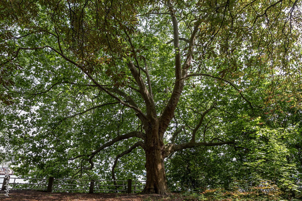 alter großer Baum (Platane)