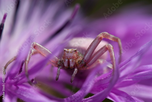 Lila Krabbenspinne auf einer Blüte / Purple crab spider on a flower