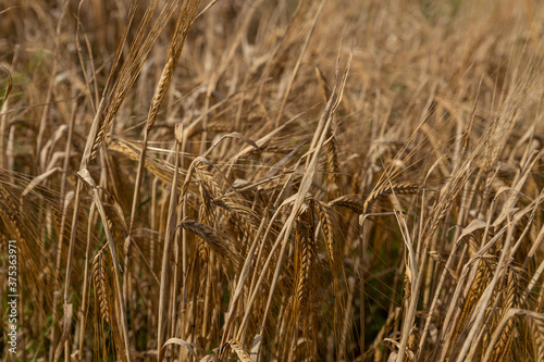 Reifes goldgelbes Getreidefeld Roggen oder Weizen