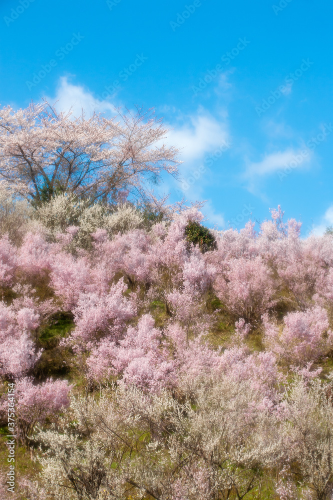 ソフト表現の花見山寸景 ソフト表現の花見山寸景