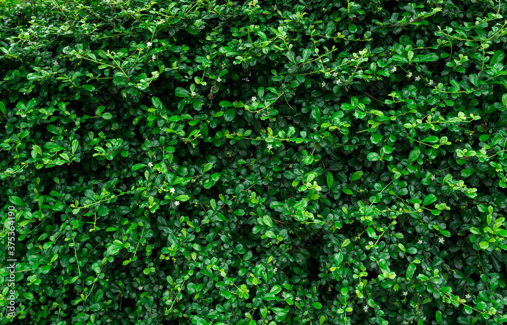 Closeup evergreen hedge plants. Small green leaves in heage wall texture background. Eco evergreen hedge wall. Ornamental plant in backyard garden. Many leaves reduce dust in air. Natural backdrop. Closeup evergreen hedge plants. Small green leaves in heage wall texture background. Eco evergreen hedge wall. Ornamental plant in backyard garden. Many leaves reduce dust in air. Natural backdrop.