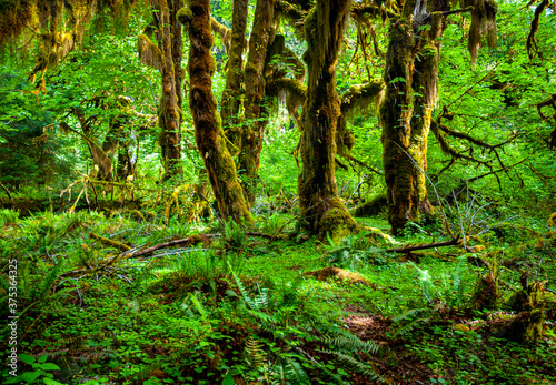 forest in the morning