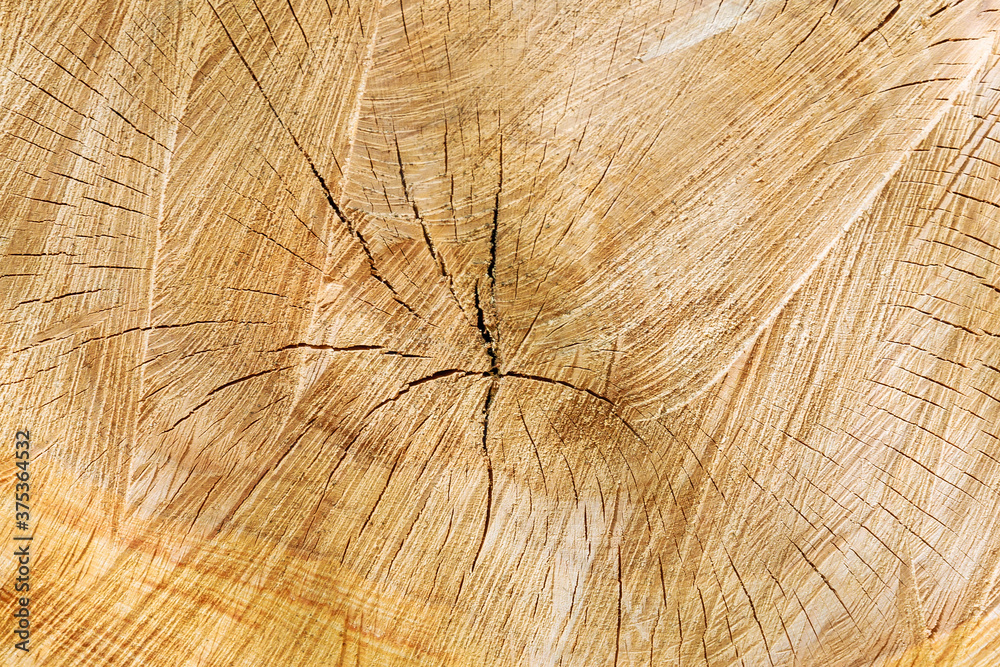 Fototapeta premium Texture of tree stump. Cross section of tree. Background.