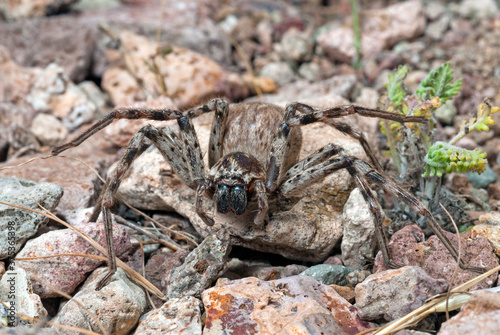 Huntsman spider / Riesenkrabbenspinne (Eusparassus cf. dufouri) - Andalucia, Spain photo
