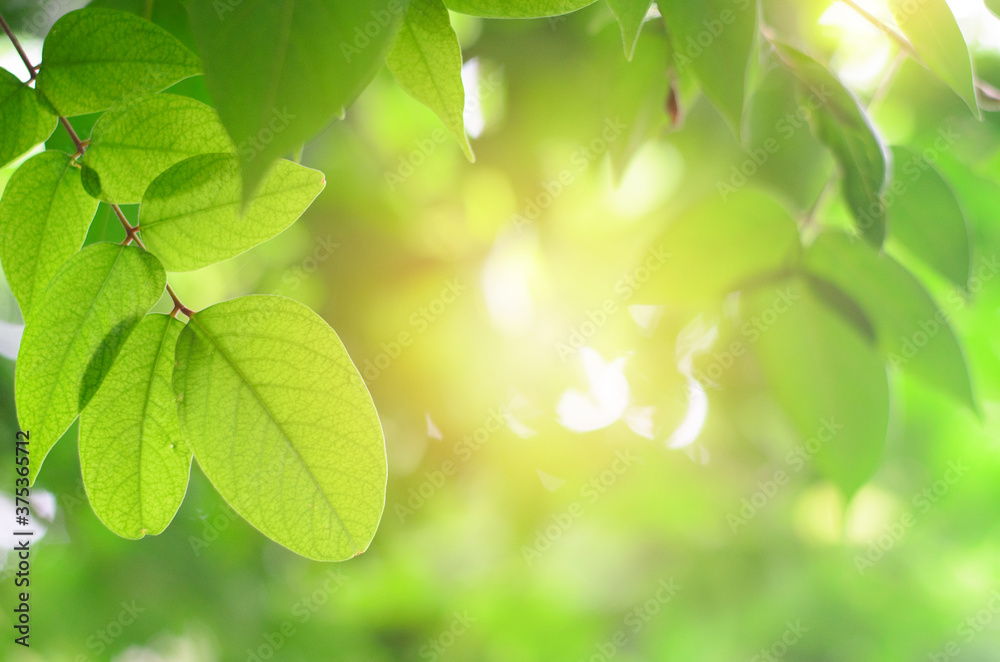 Closeup nature view of green leaf on blurred greenery background in garden with copy space for text using as summer background natural green plants landscape, ecology, fresh wallpaper concept. Closeup nature view of green leaf on blurred greenery background in garden with copy space for text using as summer background natural green plants landscape, ecology, fresh wallpaper concept.